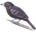 variable-antshrike