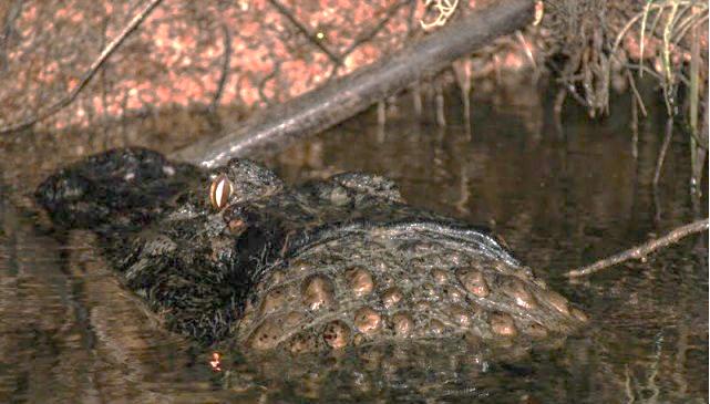 Caiman-Negro