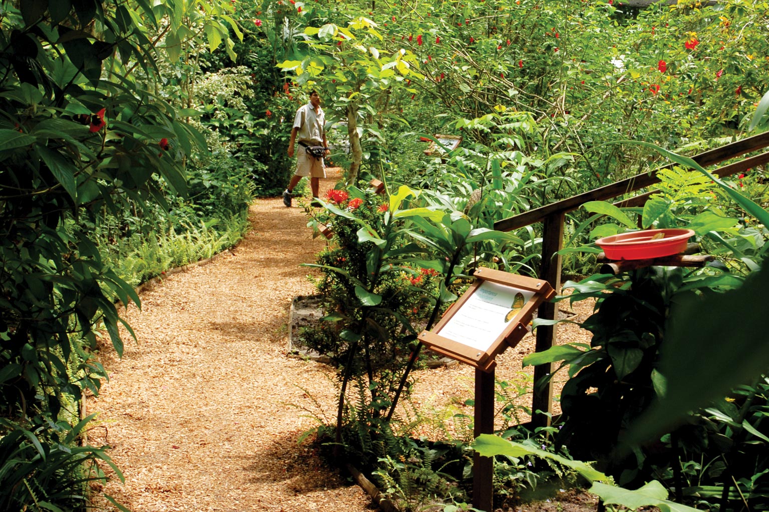 JARDIN DE MARIPOSAS jardin de mariposas: