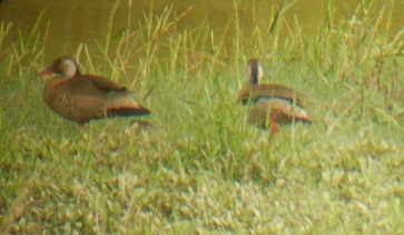 Patos Brasileros (Ducks!)