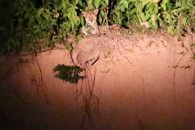 Jaguar
