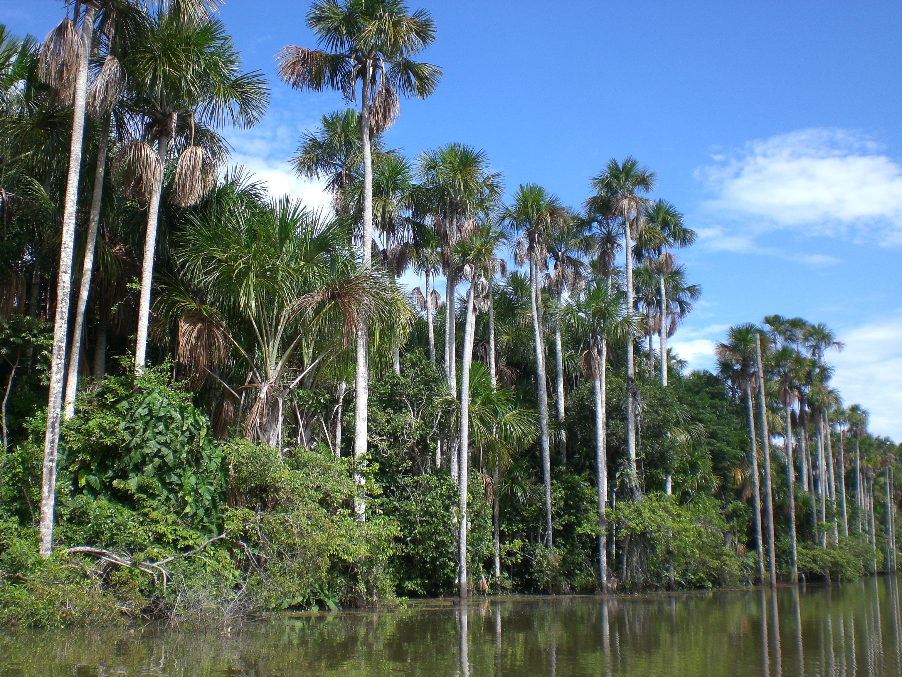 Lake Sandoval in Tambopata