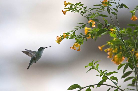 Birding at Inkaterra