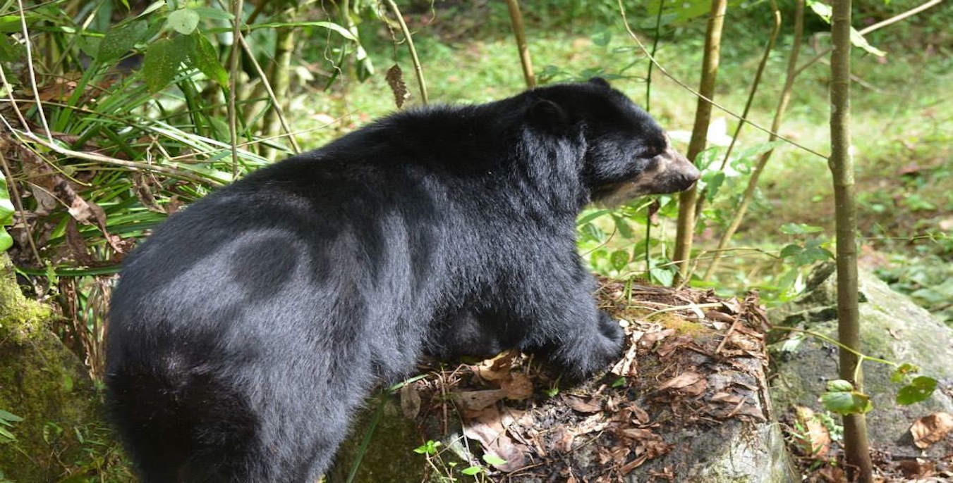 Inkaterra Bear Sanctuary