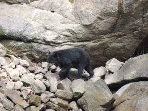 Sloth bear  Smithsonian's National Zoo and Conservation Biology Institute