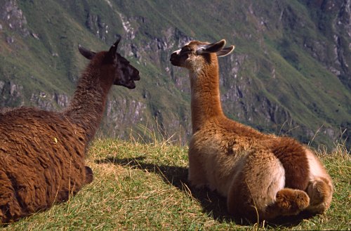 Llamas in Peru