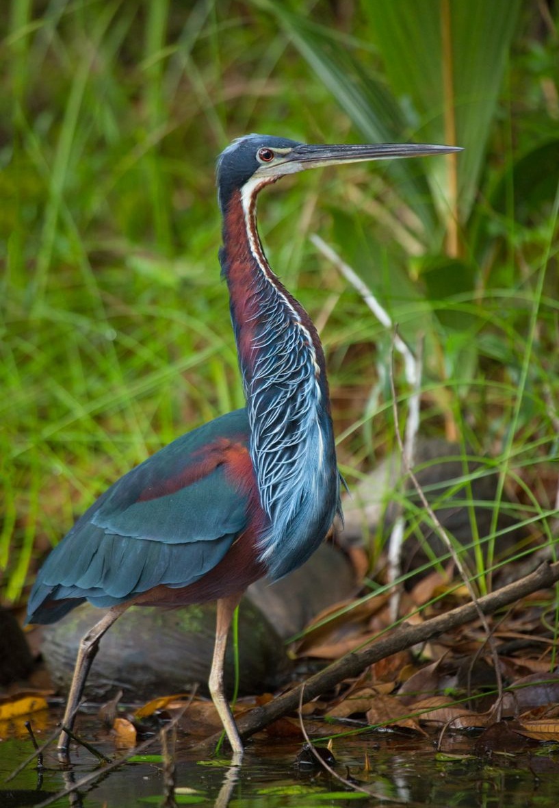 Agami_Heron_Agamia_agami