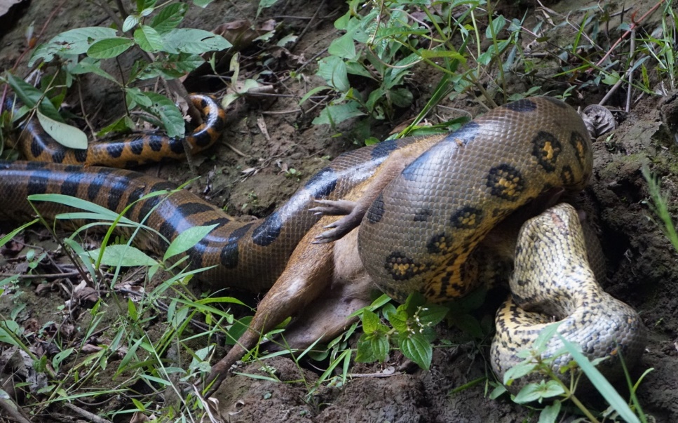 anaconda