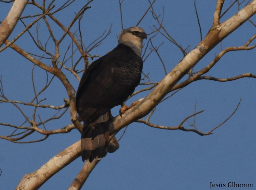 harpyeagle