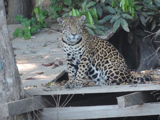 jaguar