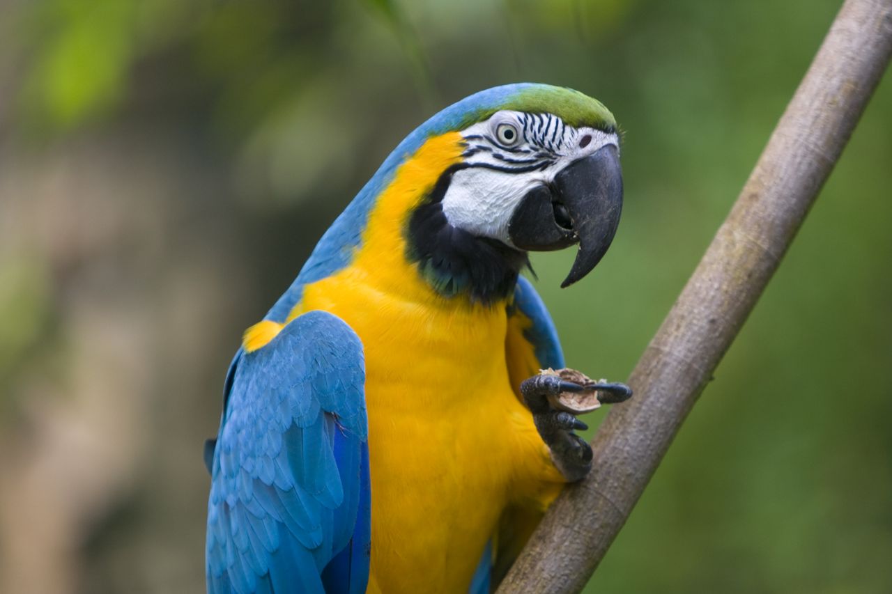blue-and-yellow_macaw_ara_ararauna_-9