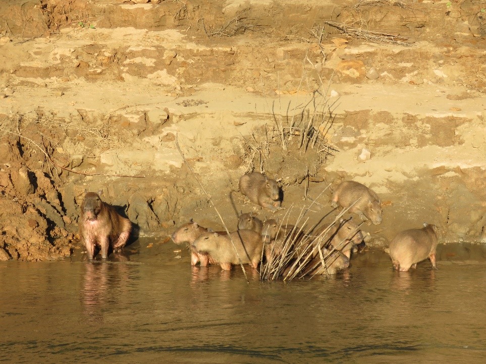 CAPYBARA RONSOCO Plinio A. - Inkaterra Explorer Guide