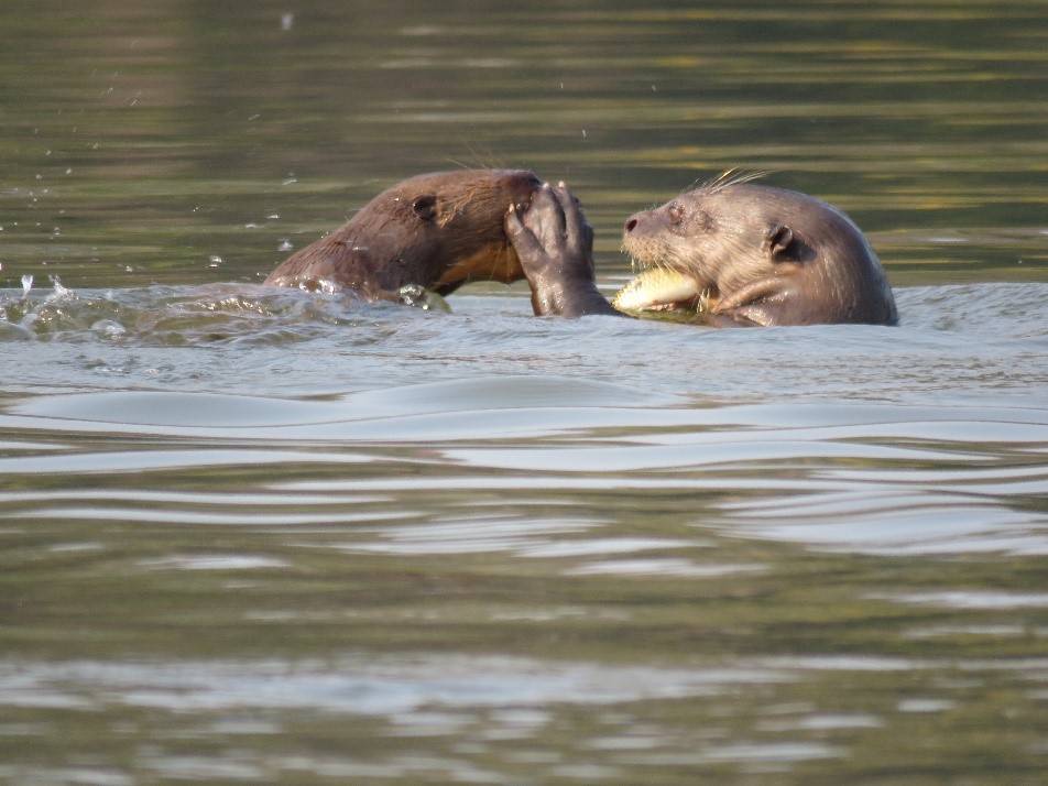 GIANT RIVER OTTER Plinio A. - Inkaterra Explorer Guide