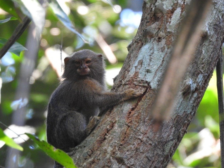 PYGMY MARMOSET Lili G. - Inkaterra Explorer Guides