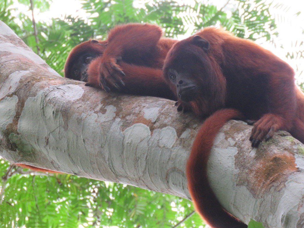 RED HOWLER MONKEY Plinio A. - Inkaterra Explorer Guide