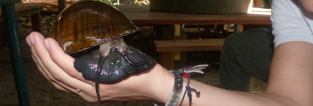 The Churos Project – Snails in the Amazon Rainforest