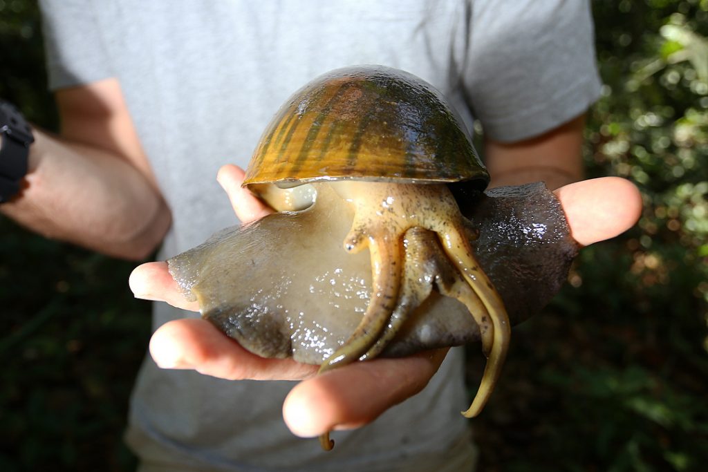 The Churos Project Snails in the Amazon Rainforest