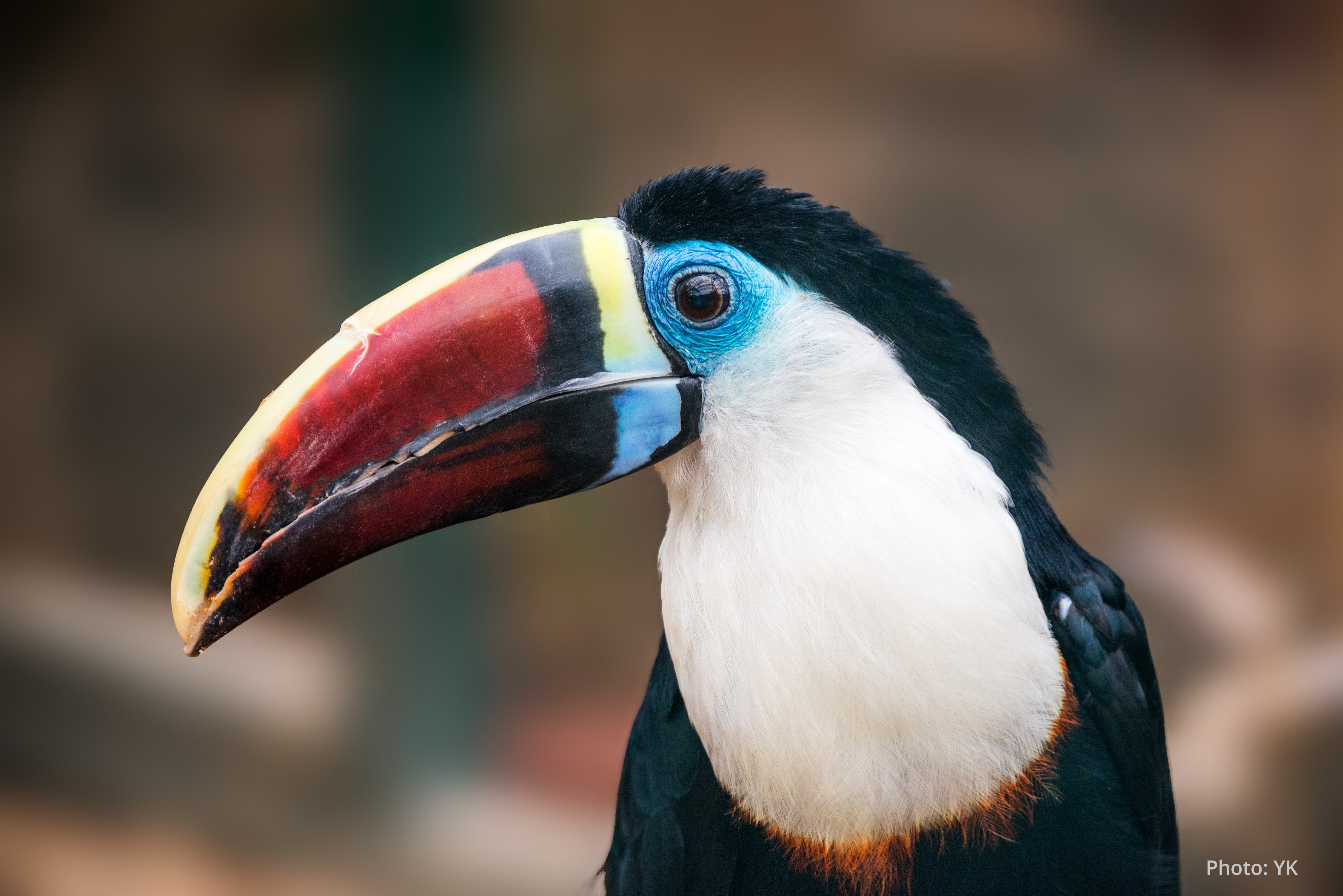 A white-throated toucan (Ramphastos tucanus) close up in a zoo