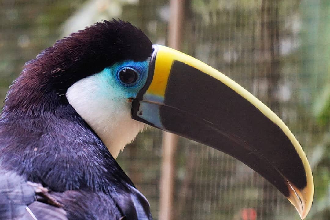 A white-throated toucan can be found in central and south america