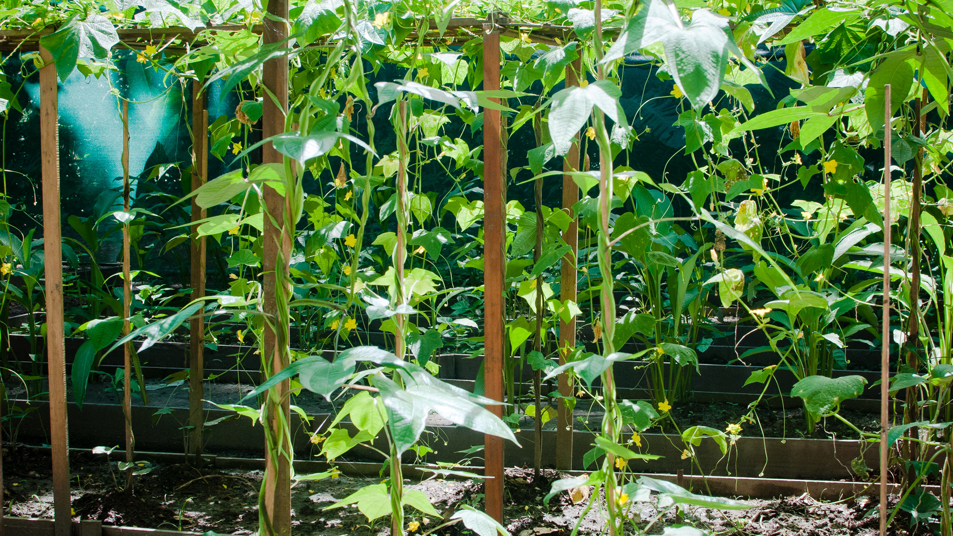 Medicinal Plants are found all over Peru