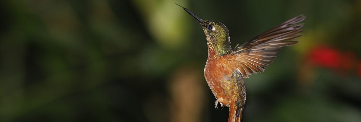 Birding in Peru