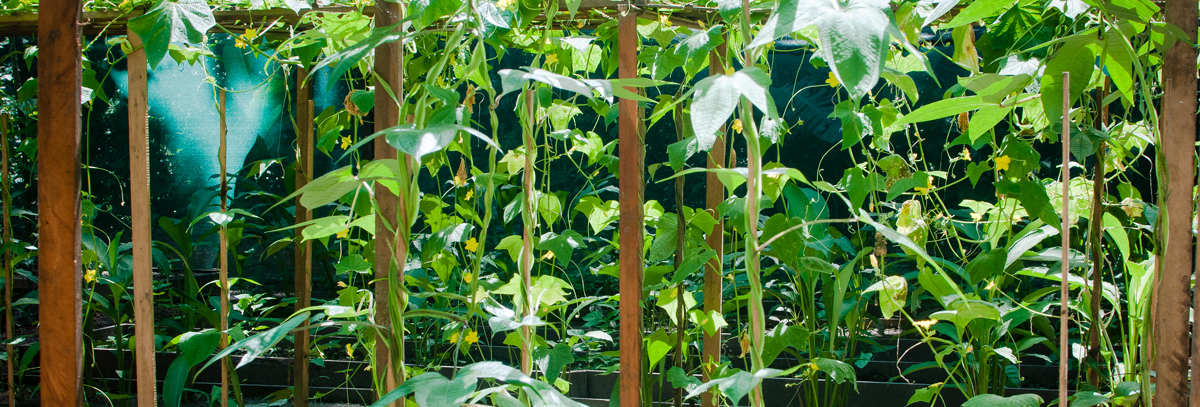 Medicinal Plants are found all over Peru