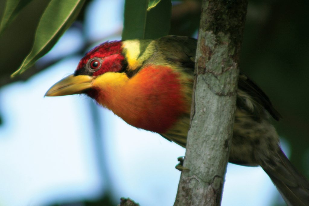 Birding at Inkaterra