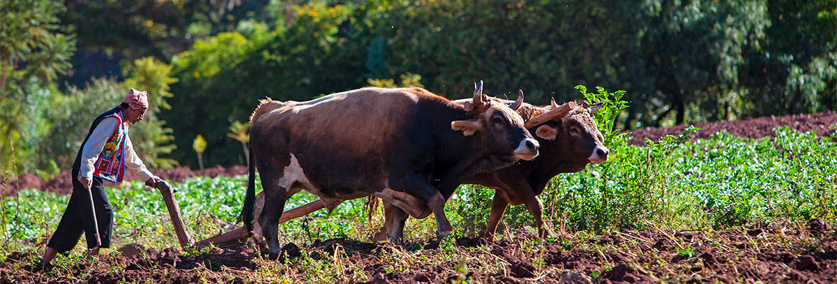 Sustainable Farming at Inkaterra