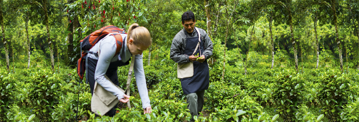 Inkaterra's Tea Route