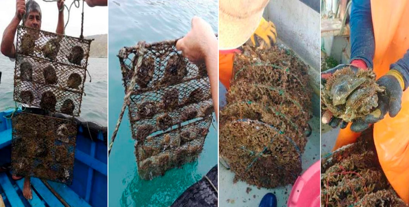 Pearls in the Pacific: Conserving the Cabo Blanco Tropical