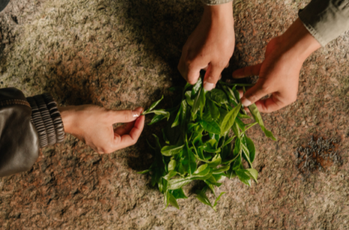 Where Tea Becomes Ritual