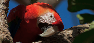 A Day Dedicated to Birds 
