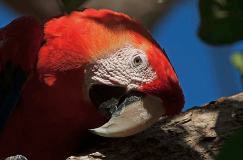 A Day Dedicated to Birds 
