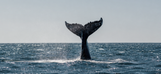 Cabo Blanco: Where Giants Return