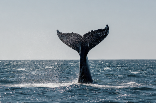 Cabo Blanco: Where Giants Return