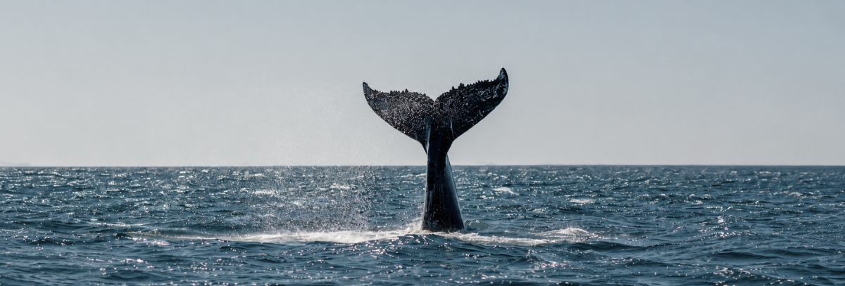Cabo Blanco: Donde los gigantes regresan