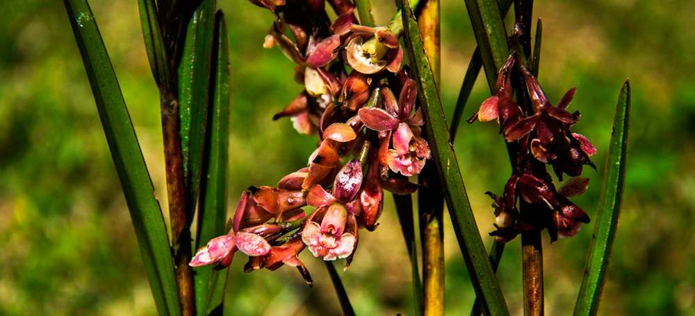 Epidendrum incahuamanii