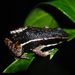 Allobates femoralis