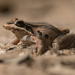 Leptodactylus sp.