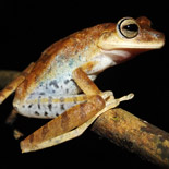 Hyla sp.