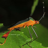 Hemiptera