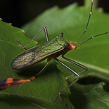 Hemiptera