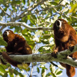 Red howler Monkey / Alouatta seniculus / Mono aullador