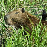 Capybara / Hydrochaeris hydrochaeris / Ronsoco