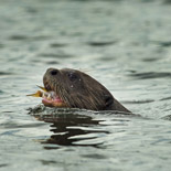 Neotropical otter / Lontra longicaudis / Nutria de río
