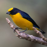 Thick-billed Euphonia / Euphonia laniirostris / Eufonia de Pico Grueso