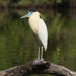 Capped Heron / Pilherodius pileatus / Garza Pileada