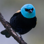 Blue-necked Tanager / Tangara cyanicollis / Tangara de Cuello Azul