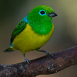 Blue-naped Chlorophonia / Chlorophonia cyanea / Clorofonia de Nuca Azul