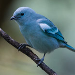 Blue-gray Tanager / Thraupis episcopus / Tangara Azuleja